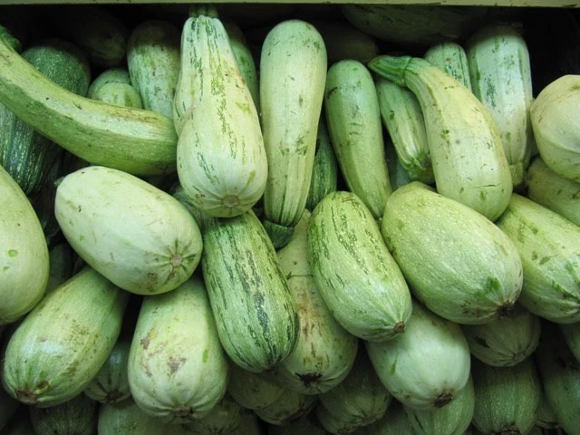 Zucchini